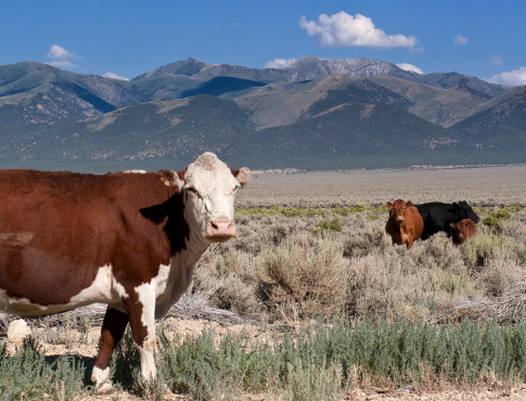 Two cows in pasture.